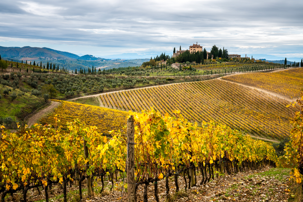 Picture showing vineyard and countryside with a building in the background. One of the things to do in Tuscany. 