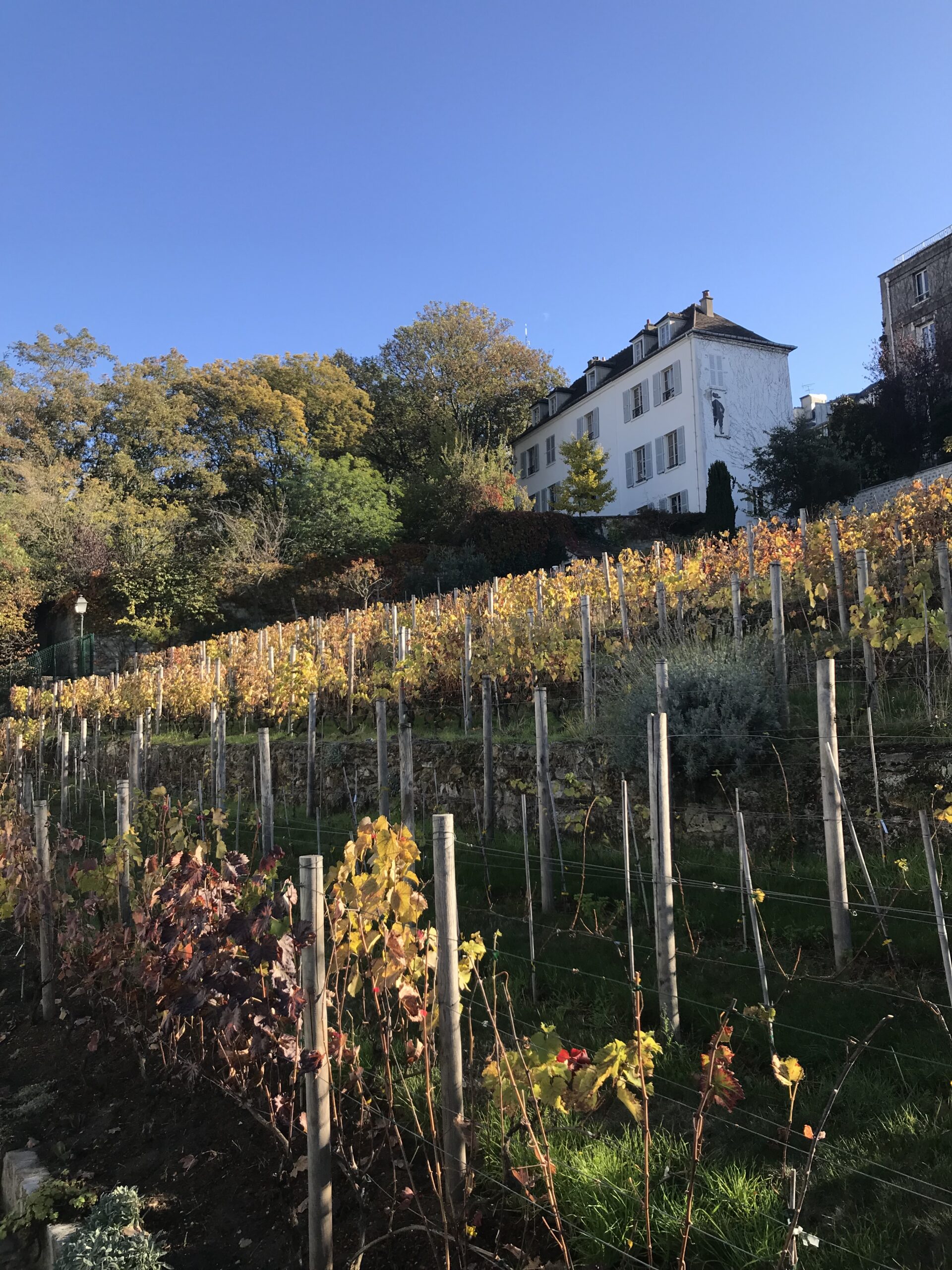 view of the vineyard wuth the vines growing. There is a white house at the top of the slope. 