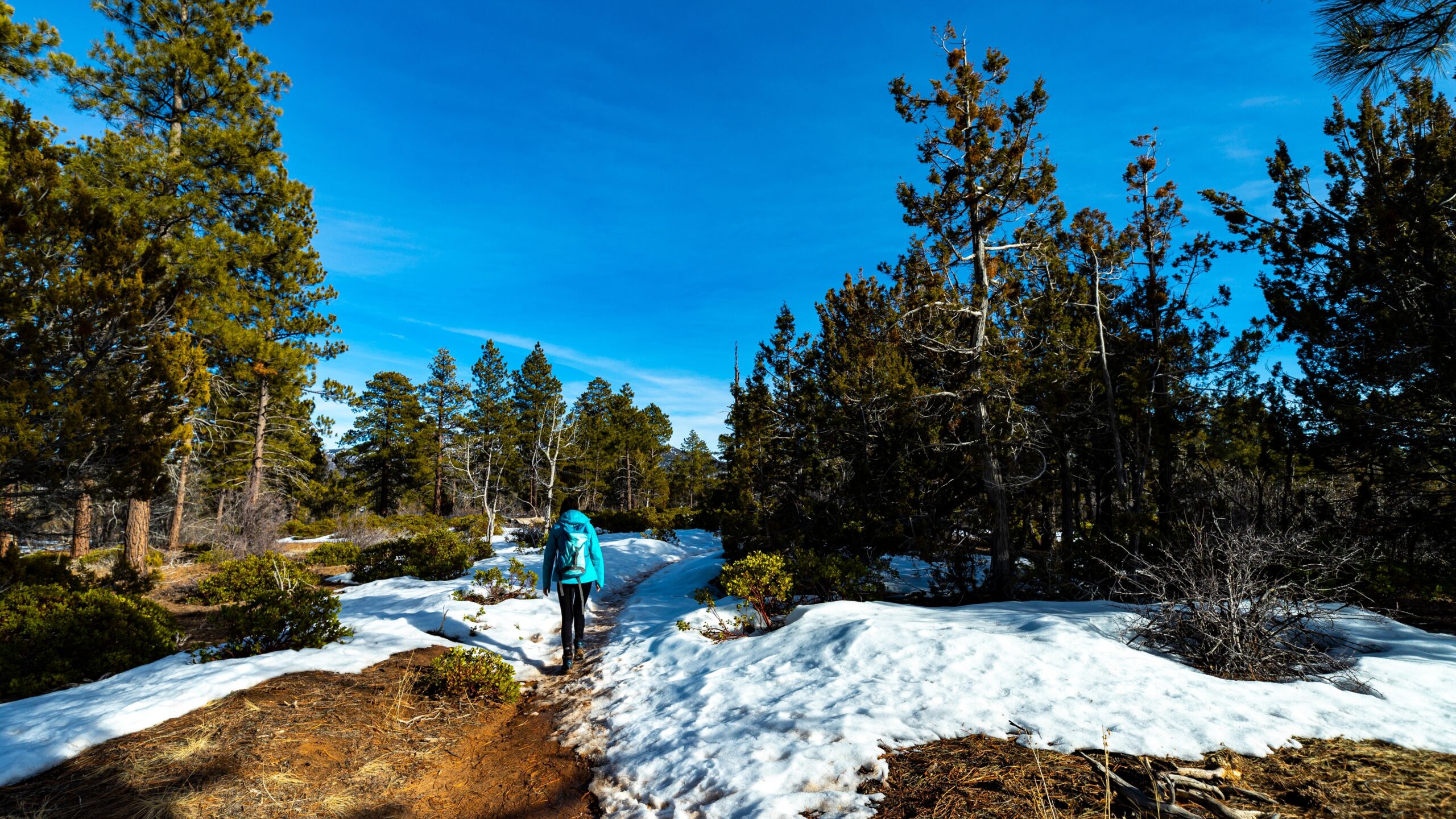 View of a person in a blue jacket with their back to the camera walking through a snowy pine forest in Zion National Park