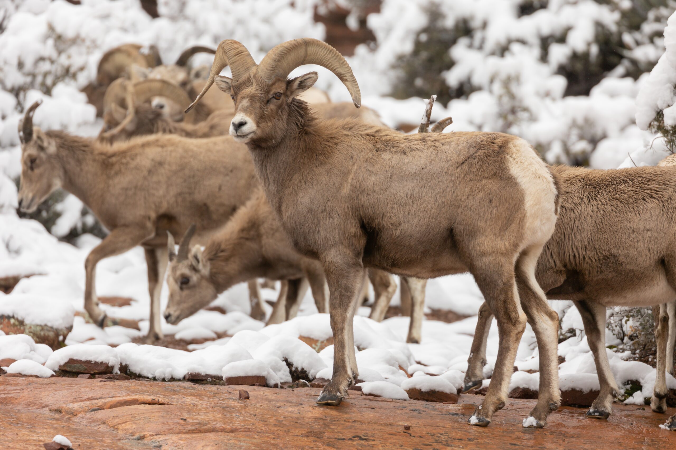 A herd of big horned sheep in Zion National Park 