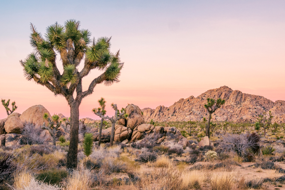 Pastel sunset over the rugged landscape of Joshua Tree National Park with many Joshua trees.