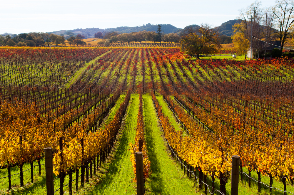 A golden vineyard in Santa Rosa.