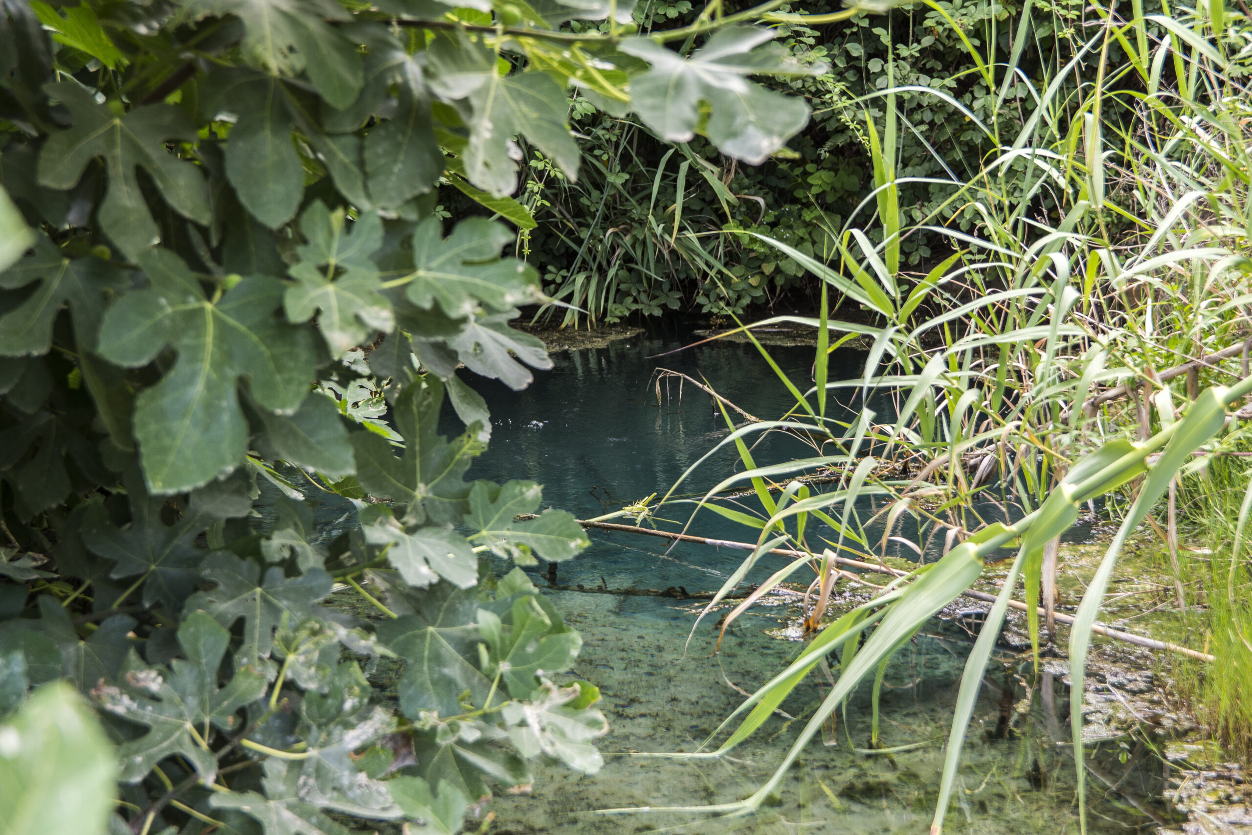 View of a natural teal blue hot spring through green fig leaves near San Casicano ai Bagni 