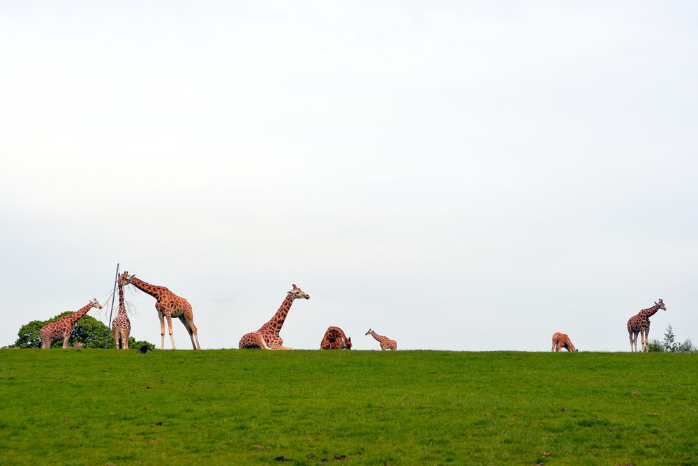 giraffes gathering in the grass on fota wildlife park in county cork Ireland . One of the things to do in Cobh. 
