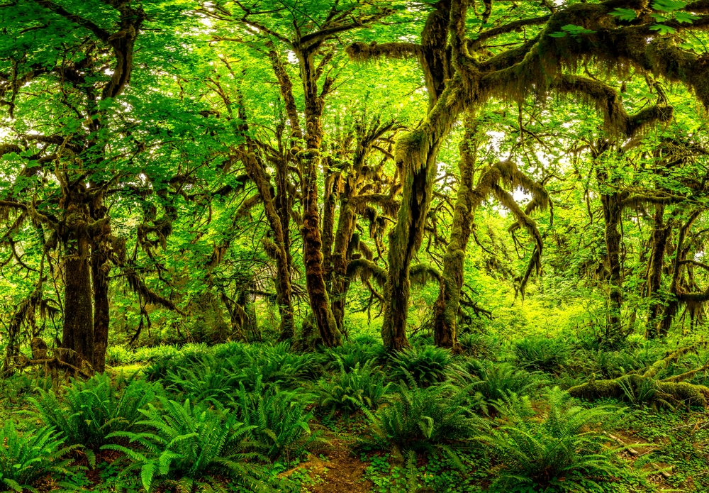 The Hoh Rainforest in Olympic National Park with trees covered in moss and many ferns on the forest floor on a West Coast road trip