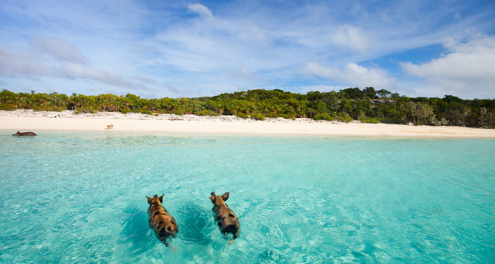 pigs swimming on a beach in the bahamas with blue sky