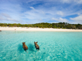 pigs swimming on a beach in the bahamas with blue sky