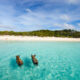 pigs swimming on a beach in the bahamas with blue sky