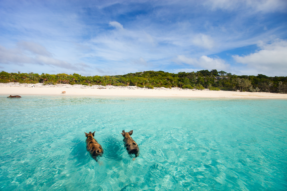 Two pigs swim towards the shore at Pig Beach in the Bahamas. The water is crystal clear light blue and the beach has white sand. 
