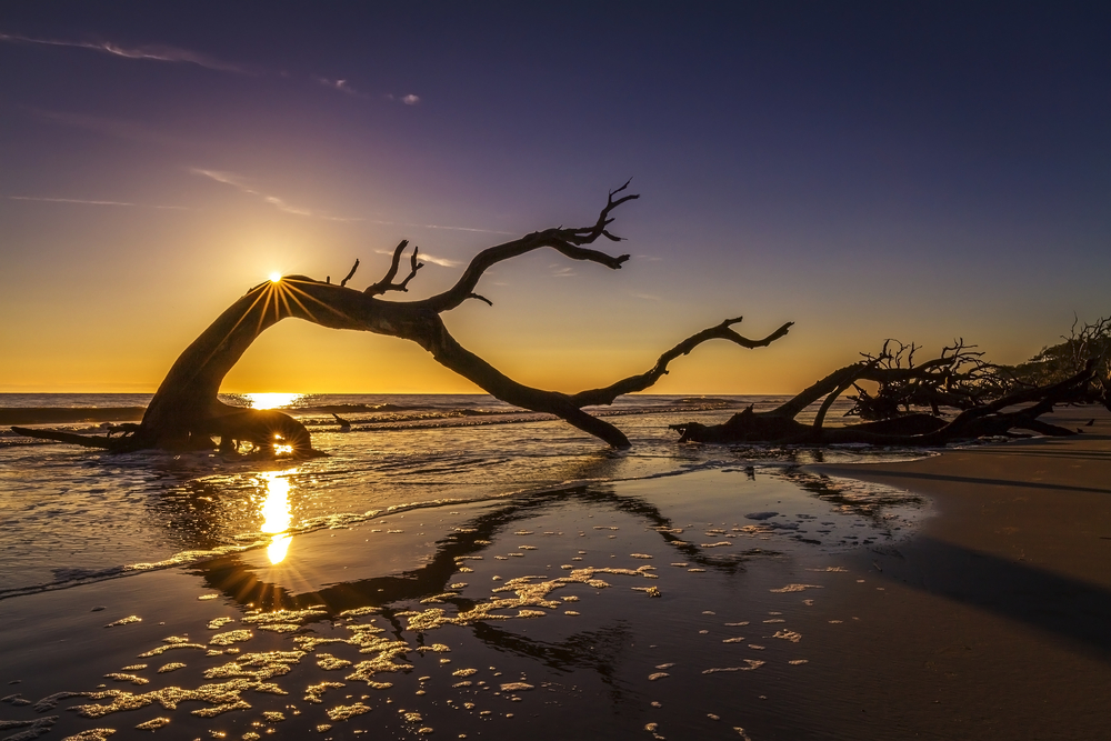 Driftwood Beach at sunset has a purple sky and huge swirling pieces of driftwood on the shore. 