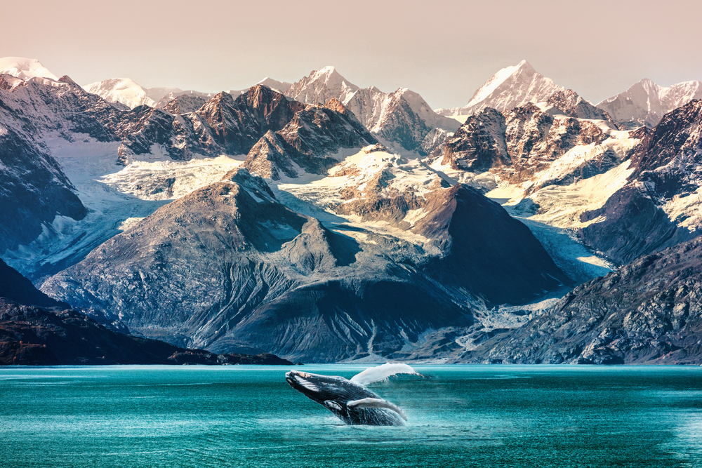 Alaska whale watching boat excursion. Inside passage mountain range landscape
