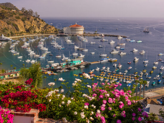 an aerial view of a harbor filled with boats and flowers in the foreground and the Catalina Casino in the background in Avalon, California