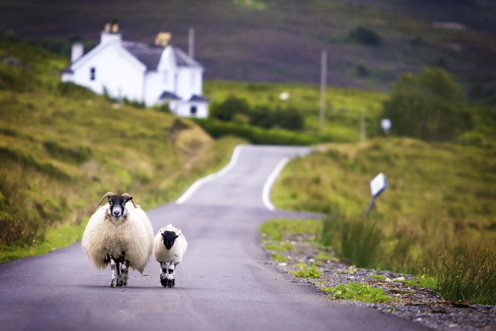 Two sheep walking on narrow road in Scotland. The article is about Scotland mistakes to avoid.