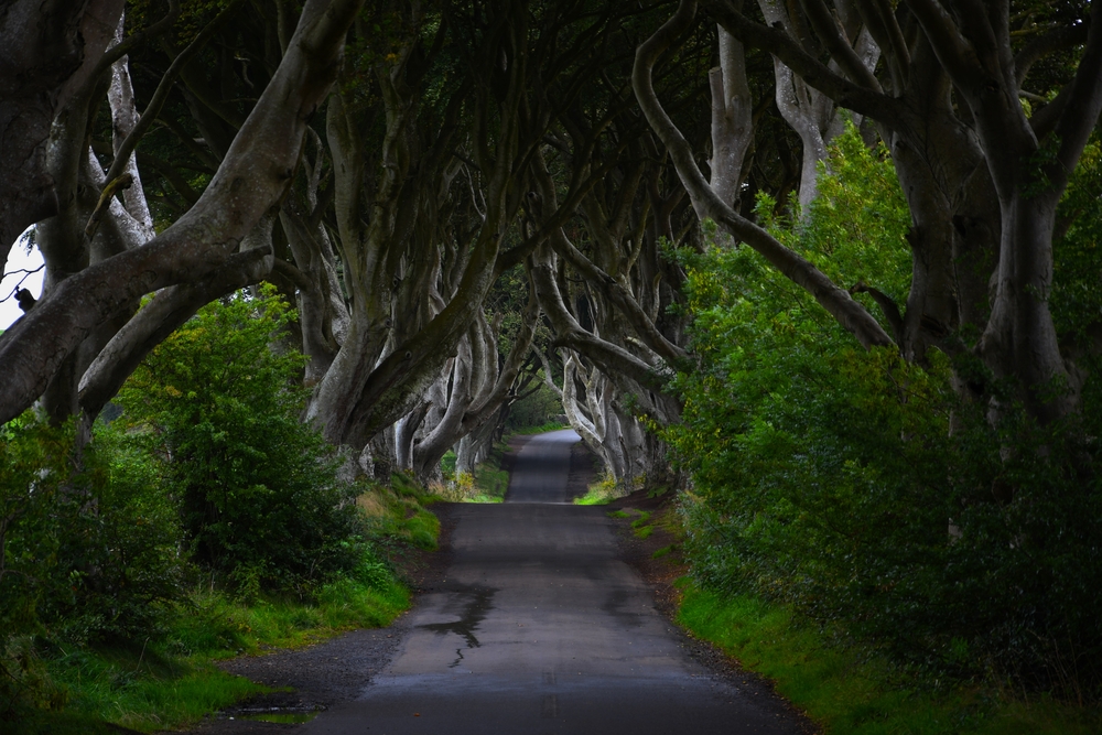 The tree tunnel at the Dark hedges is a muddy Fairytale Places In Europe that you must visit