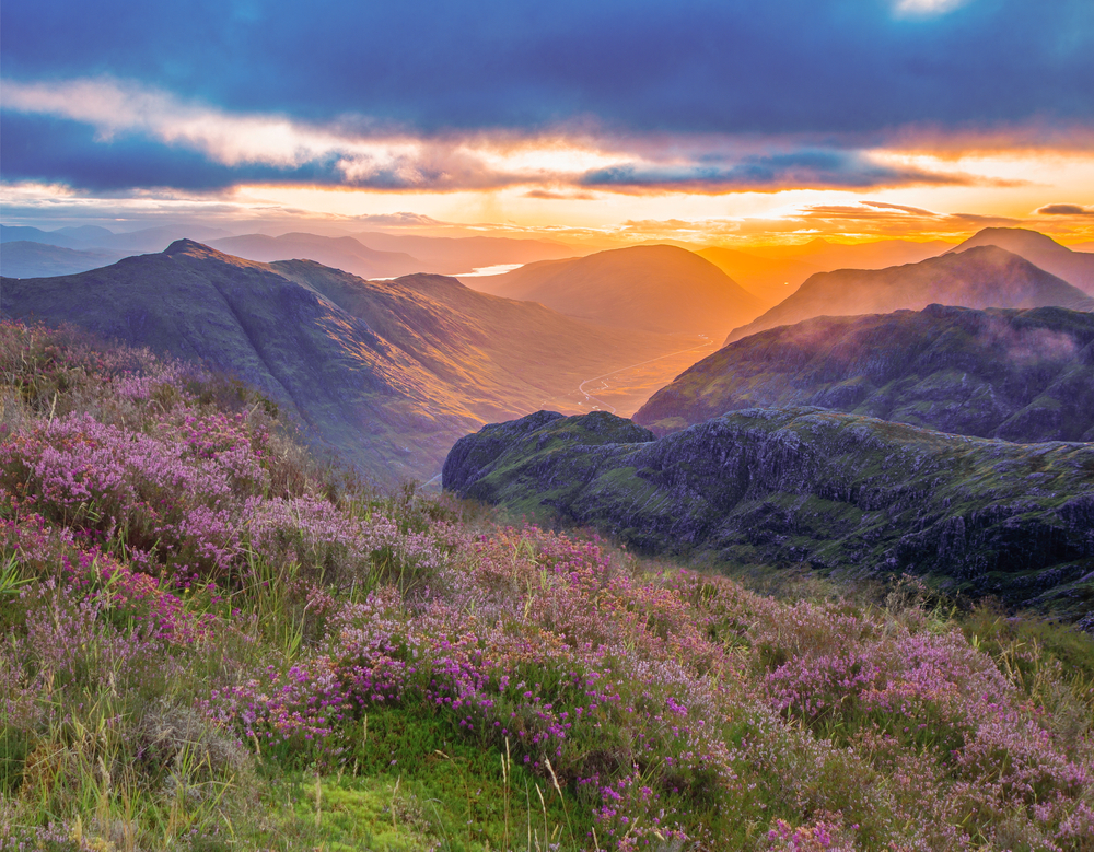 valley view of Glencoe, highlands, Scotland at sunrise. heather and vibrant colours of the glen at sunrise