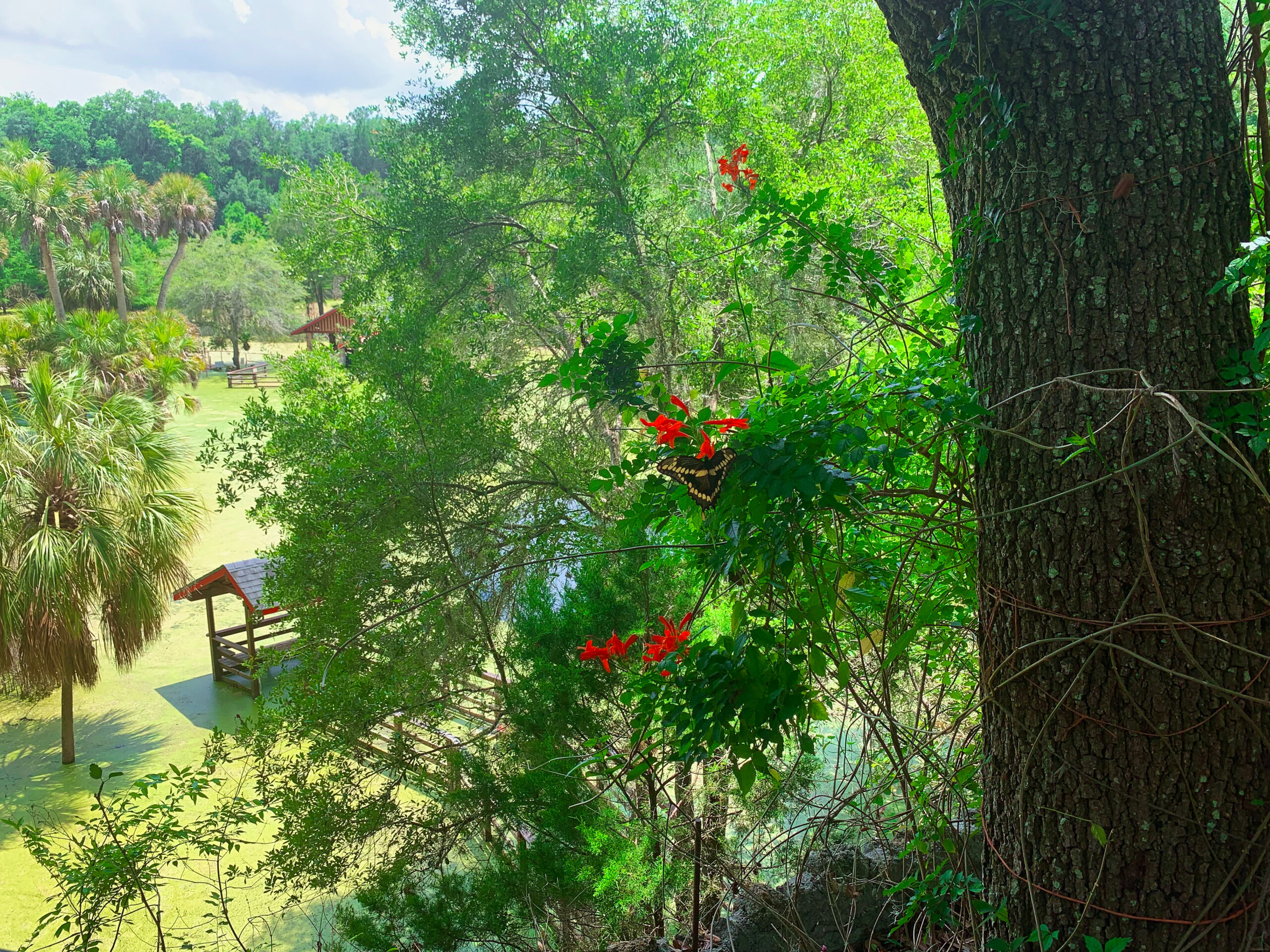 butterflies at the Cedar Lake Woods botanical Garden is one of the fairytale places in the USA to visit