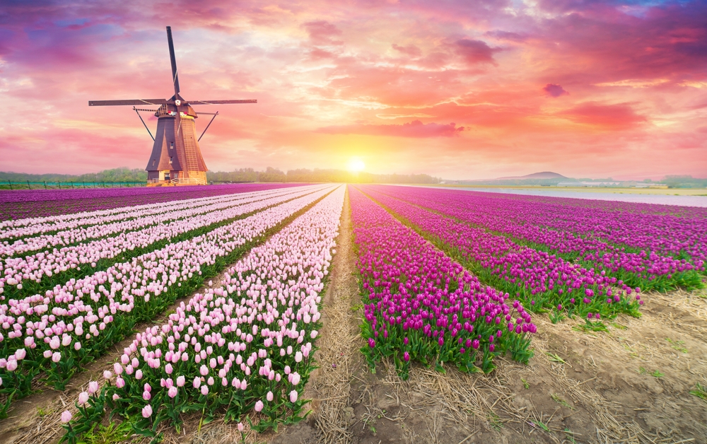 colorful tulip fields in holland Micichan at sunrise with windwmill at one of the fairytale towns in the USA