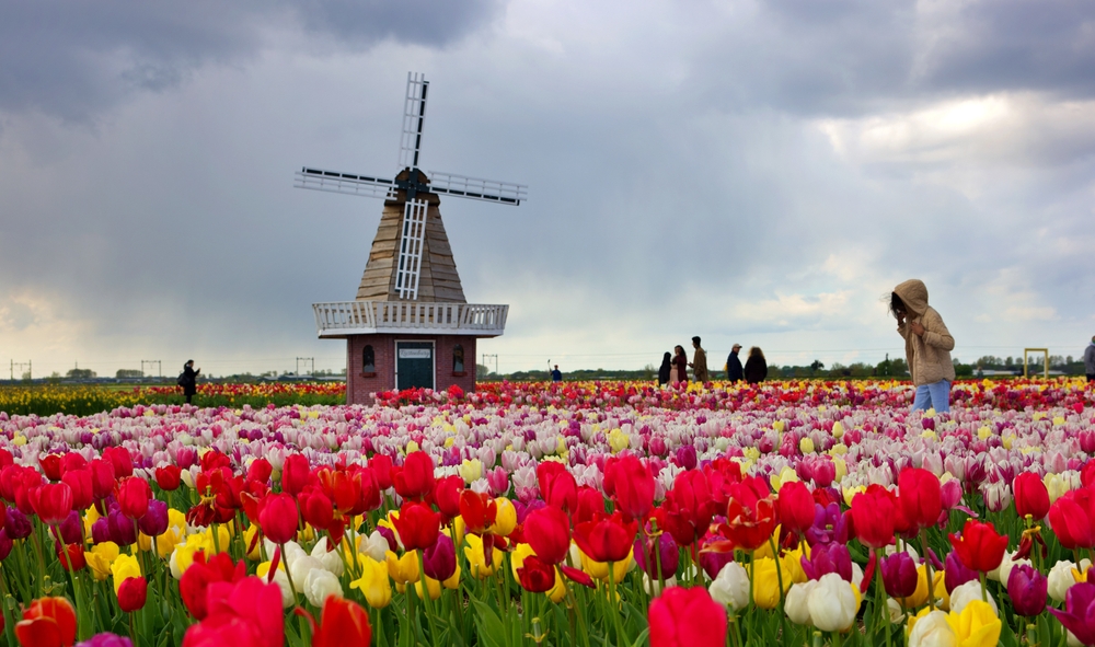 In Amsterdam, guests flock the tulip fields in spring: locals and tourist walk through the blooms of pink, red, white and yellow with a windmill in the background.