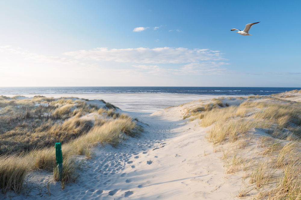 Beach, dunes and north sea with a seagull flying overhead. The article is about things to buy from Amazon before your beach vacation.