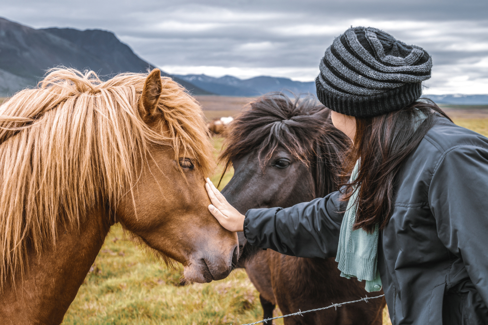 A woman in a leather jacket, knit beanie, and scarf pets a golden horse in Iceland.
