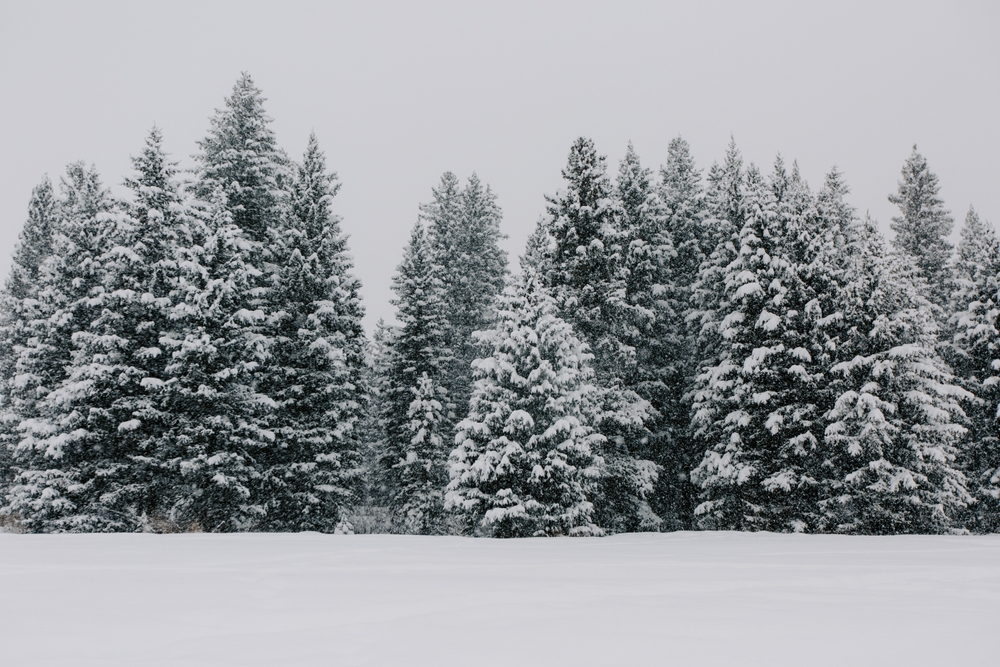 A show of tall conifer trees shows their pines covered in white powder, the floor untouched in a winter wonderland.