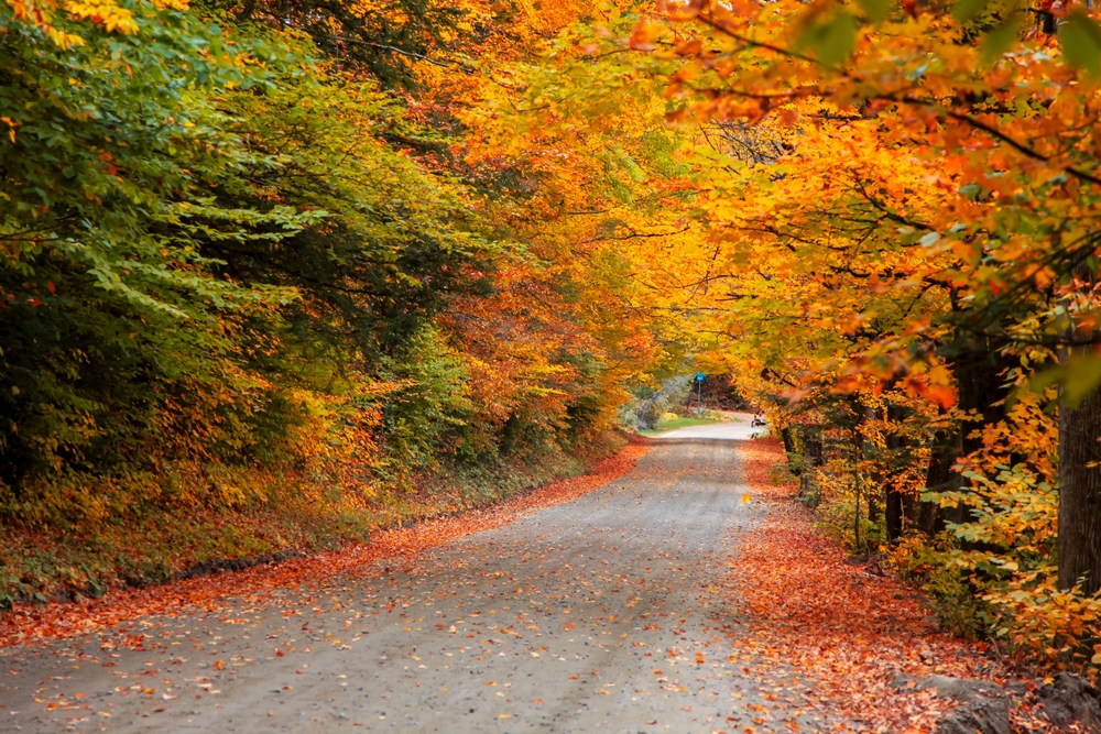 In Vermont, one of the Best States for Fall Foliage in the USA, a street is covered by tree limbs that reach across the pavement toward each other, bright with fall colors.