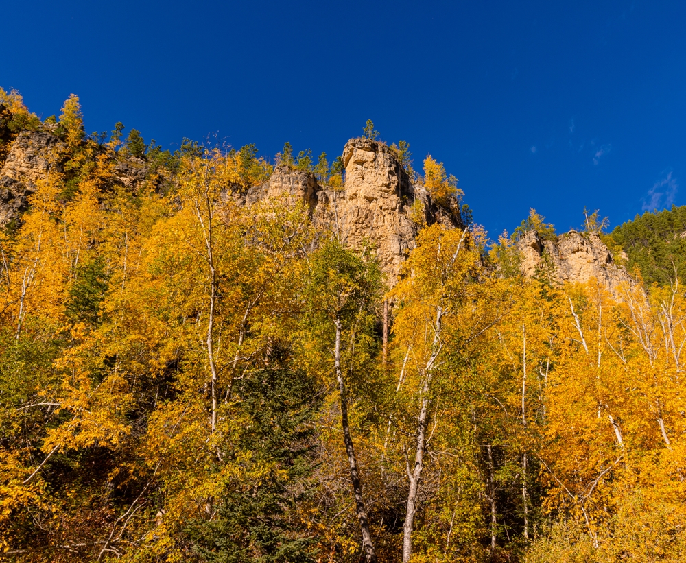 A low angle shot of the Black Hills Scenic Byway shows blue skies, trees turning yellow, and mountains.