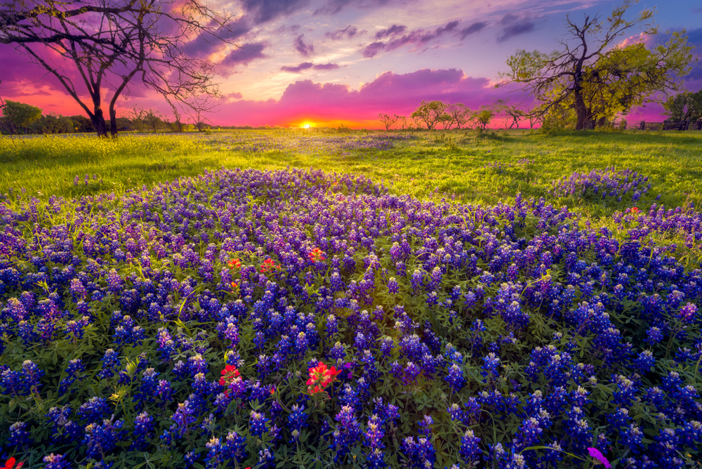 the gorgeous blue bonnets with a cotton candy sunrise in a rolling field in Texas Hill country